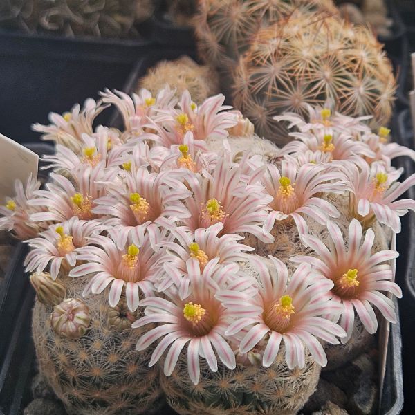 Mammillaria lasiacantha var. denudata